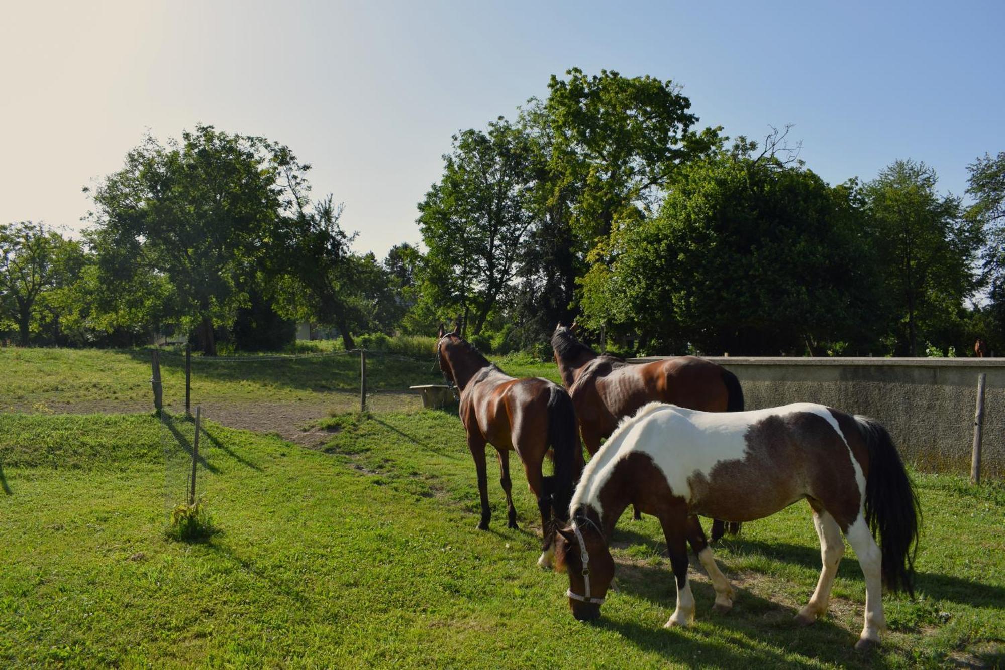 Farm Stay Zevnik Brežice Exteriör bild