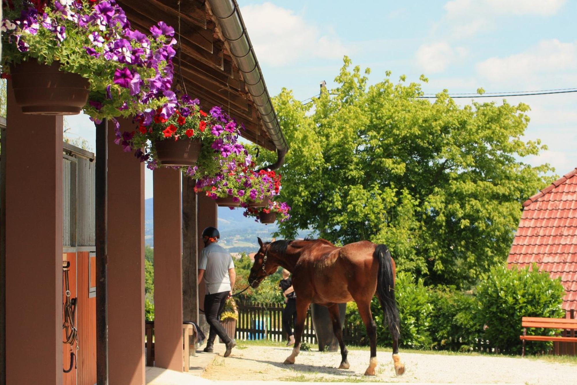 Farm Stay Zevnik Brežice Exteriör bild